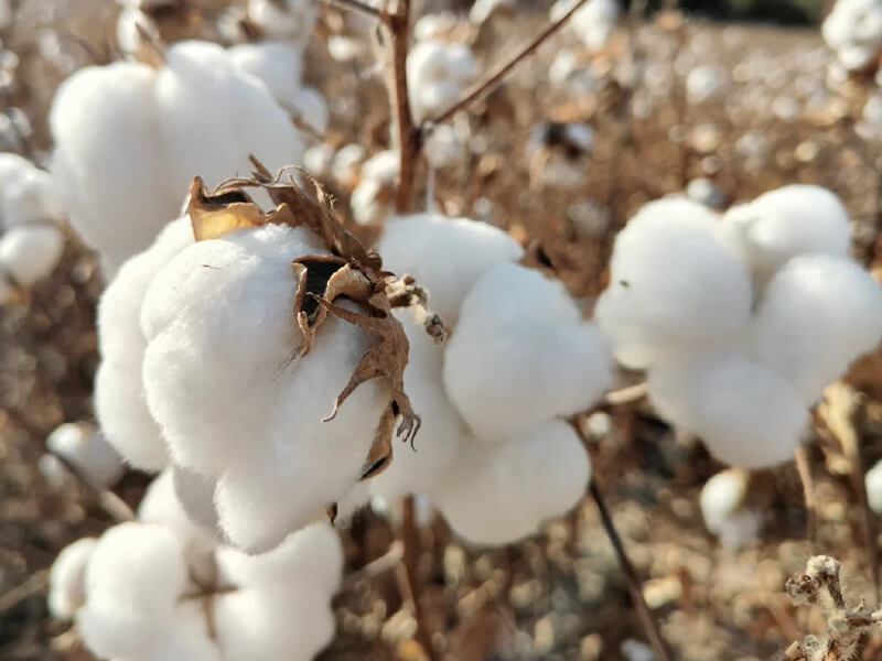 Organic cotton source for soft baby and kidswear manufacturing